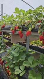 bb video profile album add thumbnail directory poster image