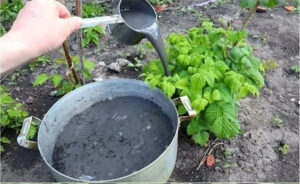 подкормка малины весной чтобы ягода была вкусная и сладкая